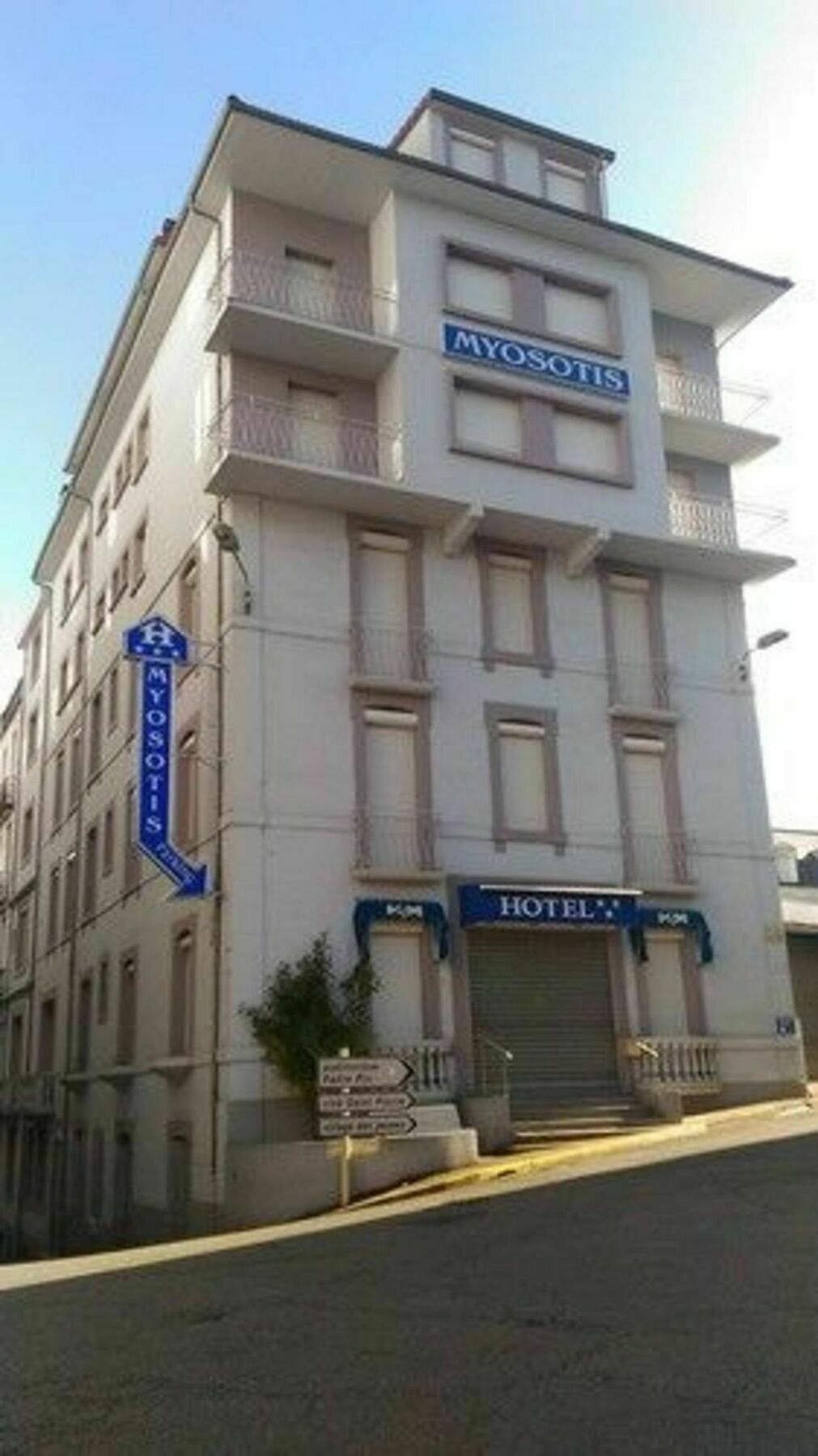 Myosotis
